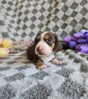 Laicey , a female Miniature Dachshund for sale in Naples, FL – Photo 1 of 10