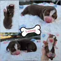 Laicey , a female Miniature Dachshund for sale in Naples, FL – Photo 6 of 10