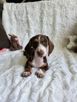 Sweet Laicey , a female Miniature Dachshund for sale in Naples, FL – 4 of 6