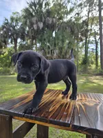 Panther, a male Border Collie and Cane Corso for sale in Naples, FL – 4 of 9