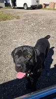 Sassy Cassy, a female Border Collie and Cane Corso for sale in Naples, FL – 6 of 7
