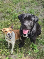 Sweet Buddy, a male Border Collie and Cane Corso for sale in Naples, FL – 7 of 8