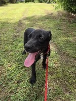 Sweet male mix, a male Border Collie and Cane Corso for sale in Naples, FL – 3 of 7