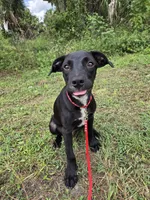 Bruce , a male Border Collie and Cane Corso for sale in Naples, FL – 2 of 8