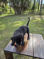 Sassy Cassy, a female Border Collie and Cane Corso for sale in Naples, FL – 3 of 7