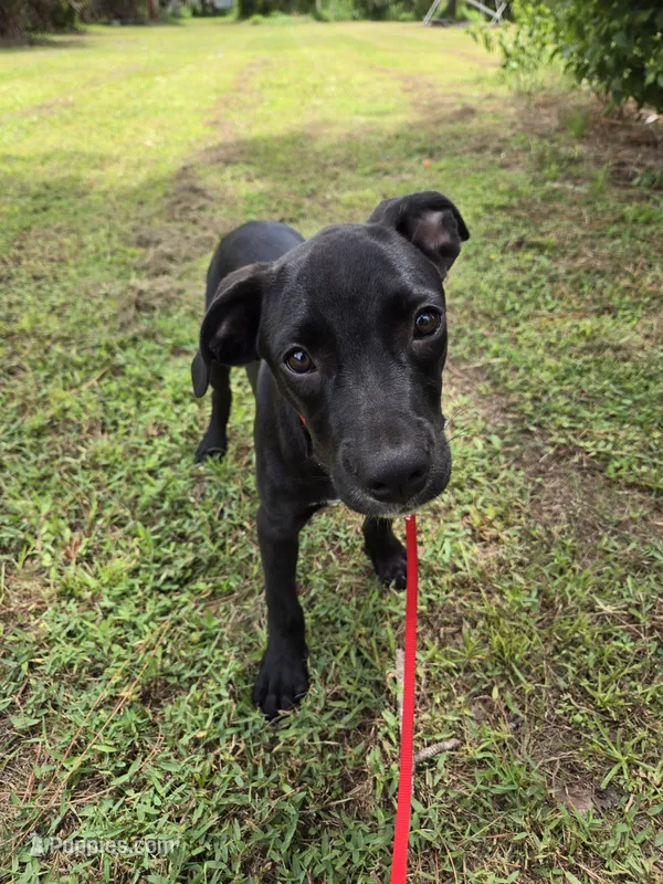 Sweet male mix – Border Collie, Cane Corso puppy for sale in Naples, FL