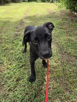 Sweet male mix, a male Border Collie and Cane Corso for sale in Naples, FL – 4 of 7