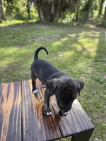 Pumpkin, a female Border Collie and Cane Corso for sale in Naples, FL – 5 of 10