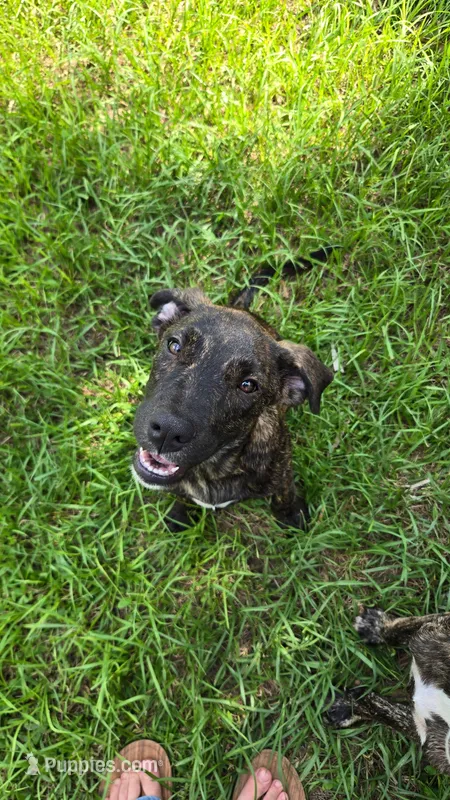Dozer – Border Collie, Cane Corso puppy for sale in Naples, FL