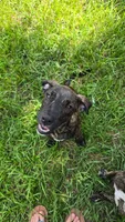Dozer, a male Border Collie and Cane Corso for sale in Naples, FL – 1 of 5