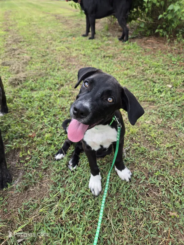Buddy – Border Collie, Cane Corso puppy for sale in Naples, FL