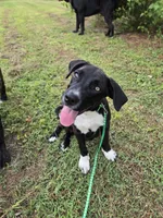 Buddy, a male Border Collie and Cane Corso for sale in Naples, FL – 1 of 5