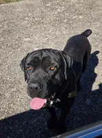 Socks, a male Border Collie and Cane Corso for sale in Naples, FL – 3 of 3