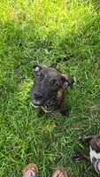 Dozer, a male Border Collie and Cane Corso for sale in Naples, FL – 2 of 5