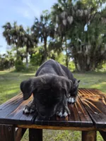 Pumpkin, a female Border Collie and Cane Corso for sale in Naples, FL – 4 of 10