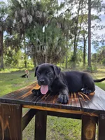 Panther, a male Border Collie and Cane Corso for sale in Naples, FL – 3 of 9