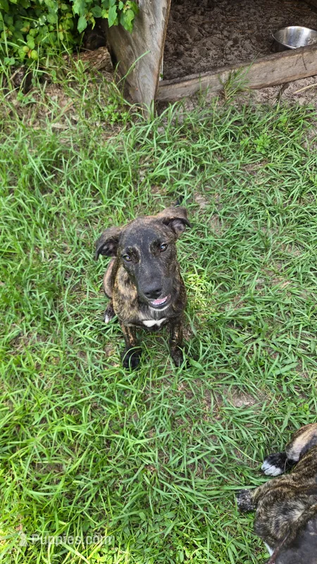 Dozer – Border Collie, Cane Corso puppy for sale in Naples, FL