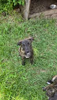 Dozer, a male Border Collie and Cane Corso for sale in Naples, FL – 4 of 5