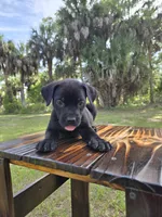 Panther, a male Border Collie and Cane Corso for sale in Naples, FL – 5 of 9