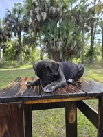 Pumpkin, a female Border Collie and Cane Corso for sale in Naples, FL – 7 of 10