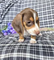 Sweet Laicey , a female Miniature Dachshund for sale in Naples, FL – 3 of 4