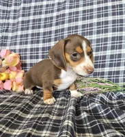 Sweet Laicey , a female Miniature Dachshund for sale in Naples, FL – 2 of 4
