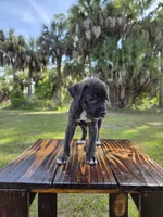 Pumpkin, a female Border Collie and Cane Corso for sale in Naples, FL – 2 of 10