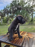 Dumbell , a male Border Collie and Cane Corso for sale in Naples, FL – 6 of 9