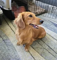 Sweet Laicey , a female Miniature Dachshund for sale in Naples, FL – 6 of 6