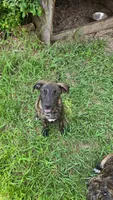 Dozer, a male Border Collie and Cane Corso for sale in Naples, FL – 5 of 5