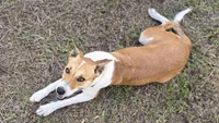 Dumbell, a male Border Collie and Cane Corso for sale in Naples, FL – 3 of 3