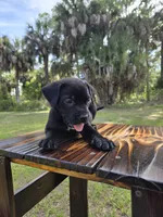 Panther, a male Border Collie and Cane Corso for sale in Naples, FL – 1 of 9