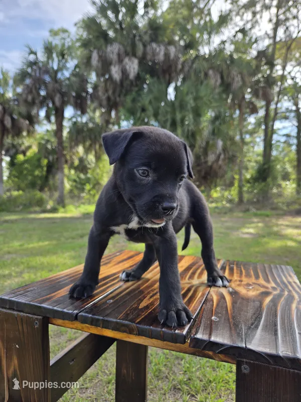 Sassy Cassy – Border Collie, Cane Corso puppy for sale in Naples, FL