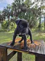 Sassy Cassy, a female Border Collie and Cane Corso for sale in Naples, FL – 1 of 7