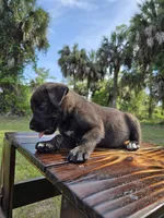 Dozer, a male Border Collie and Cane Corso for sale in Naples, FL – 4 of 9