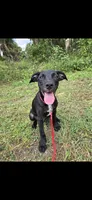 Dumbell- Free to forever home, a male Border Collie and Cane Corso for sale in Naples, FL – 2 of 6