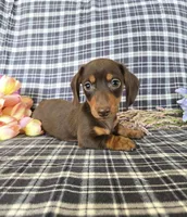 Honey Biscuit , a female Miniature Dachshund for sale in Naples, FL – 2 of 2