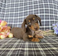 Honey Biscuit , a female Miniature Dachshund for sale in Naples, FL – 1 of 2