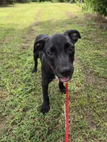 Bruce , a male Border Collie and Cane Corso for sale in Naples, FL – 1 of 8