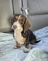 Sweet Laicey , a female Miniature Dachshund for sale in Naples, FL – 2 of 6
