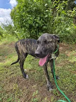 Texas , a female Border Collie and Cane Corso for sale in Naples, FL – 5 of 7