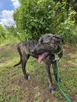 Texas , a female Border Collie and Cane Corso for sale in Naples, FL – 2 of 7