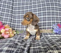 Daisey Cakes, a female Miniature Dachshund for sale in Naples, FL – 1 of 2