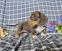 Daisey Cakes, a female Miniature Dachshund for sale in Naples, FL – 2 of 2