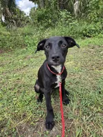 Bruce , a male Border Collie and Cane Corso for sale in Naples, FL – 3 of 8