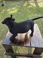 Panther, a male Border Collie and Cane Corso for sale in Naples, FL – 6 of 9