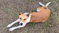 Dumbell- Free to forever home, a male Border Collie and Cane Corso for sale in Naples, FL – 4 of 6
