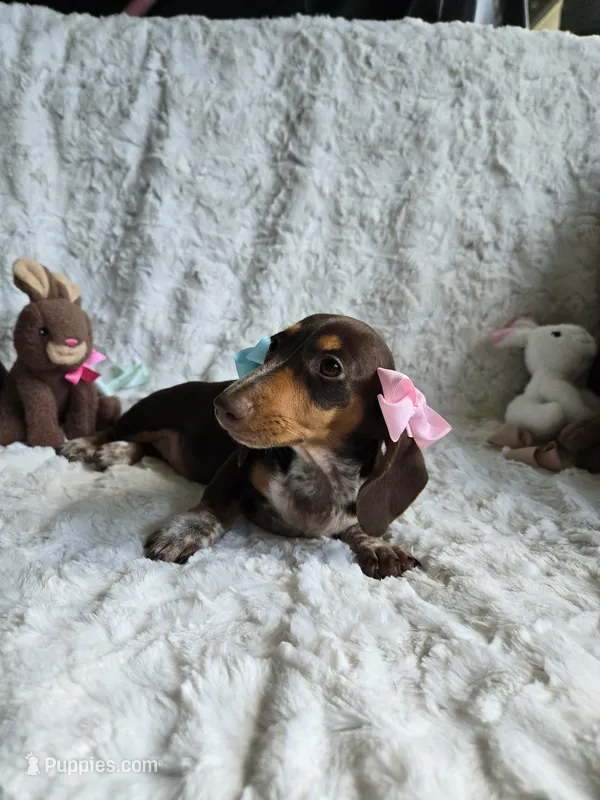 Daisey Cakes – Miniature Dachshund puppy for sale in Naples, FL