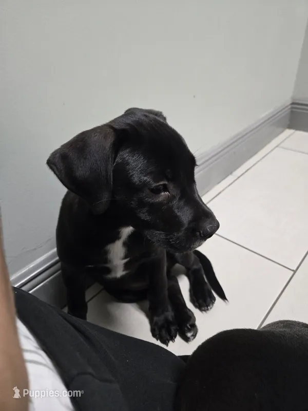 Sweet Friend  – Border Collie, Cane Corso puppy for sale in Naples, FL