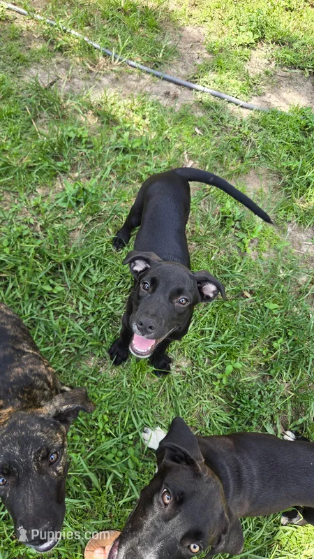 Dumbell – Border Collie, Cane Corso puppy for sale in Naples, FL